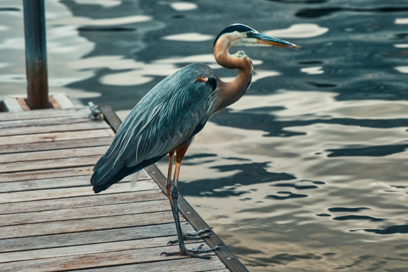 Garza azul en un muelle