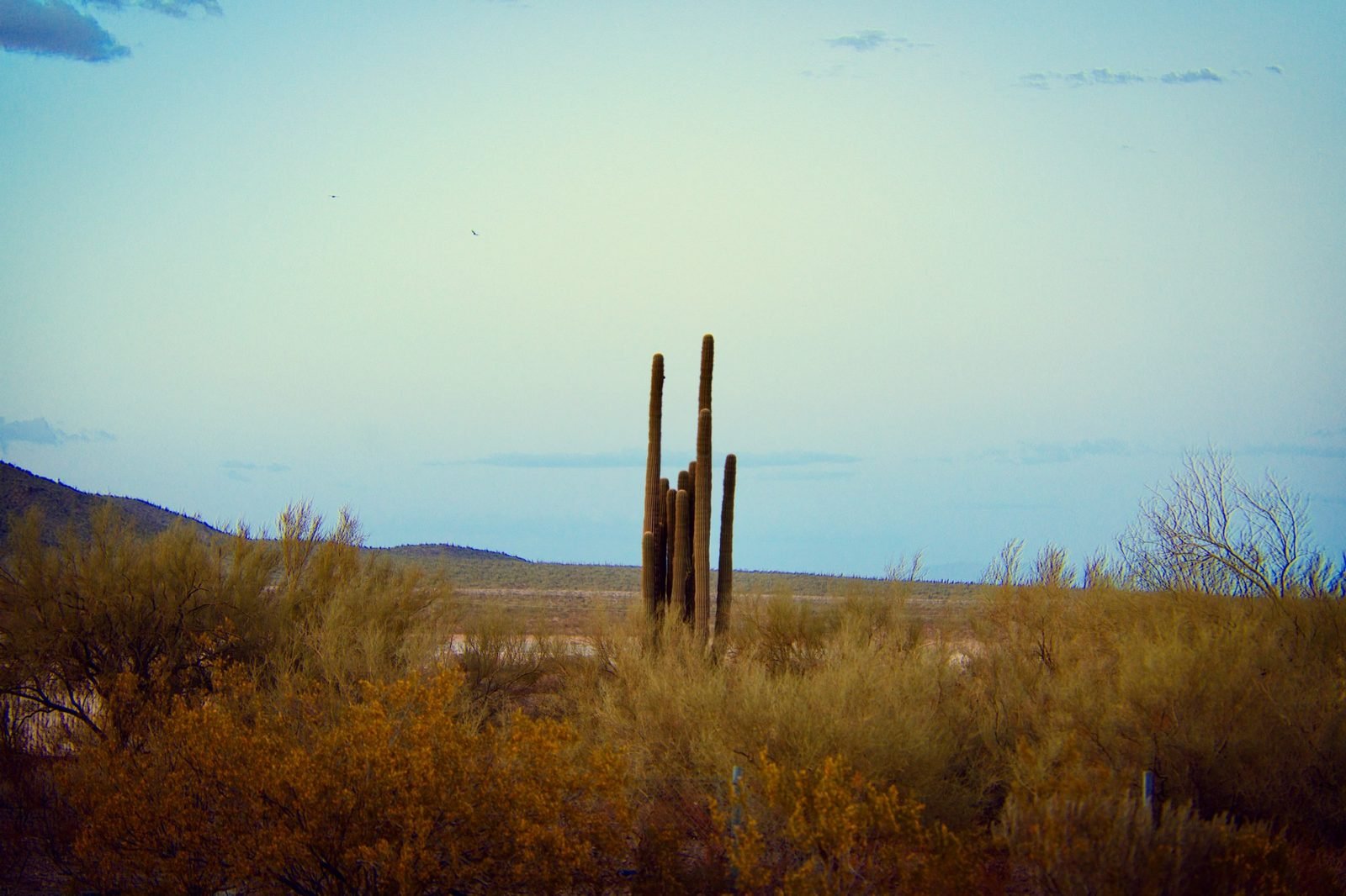 Cactus saguaro en el desierto